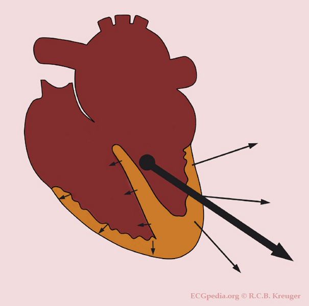 vector heart